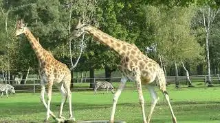 Thoiry Zoo 2022 - Safari tour (Clip)