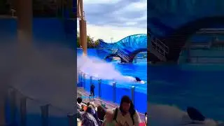 Swimming with dolphins 38#beach #music #edm #games #shorts #trending #memes @ArbindNepal897