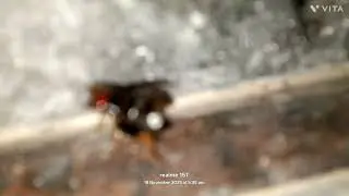 Parktown prawn 