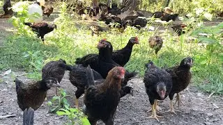 បច្ចេកទេសចិញ្ចឹមមាន់ The Techniques To Raising Chicken