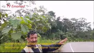 Avistamiento de gallinasos supuesta mente terminaron de comer  un cadaver humano