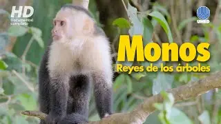Monos de Costa Rica: Reyes de los árboles