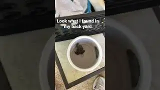 Look 👀 it is a true Toad