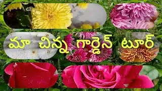 my flowers🌸🌺 garden ‎@sridevihomegarden