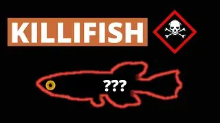 types of killifish - different types of killifish 🔴 Akash kadam #killifish