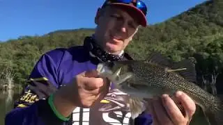 Drago Bass