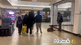 Belgian Malinois Hawk | behavior modification | dog obedience school | dog training Va | OBKS 