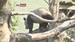 Panda Pregnant? Cub Watch At Edinburgh Zoo - Today's News