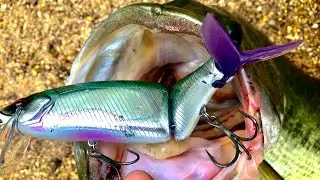 必ず簡単に釣れるビッグベイト！タイニークラッシュで50up連発！