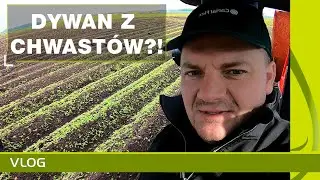 Oprysk ziemniaków na chwasty. Po co ten zabieg? Ochrona herbicydowa ziemniaków 2020