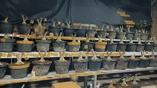 BAHAN BONSAI SIAP GAS AKAR NGUYEN POLL...