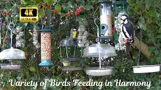 Bird Harmony: Starlings, Blue/Coal/Longtail & Great Tits, Gold & Green Finches, Robins & Woodpeckers