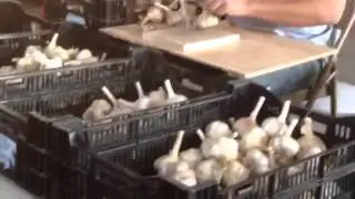 Cleaning and Sizing Garlic