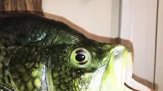 Black Crappie Reproduction Mount