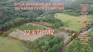 HARİKA BİR MEYVE BAHÇESİ VE ÇİFTLİK 23 DÖNÜM BALIKESİR GÖNEN BEYOLLUK KÖYÜNDE