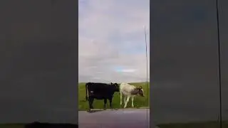 Cows blocking a green lane #cow #cowvideos #td5 #landrover  #4x4 #greenlaning #fyp #lml