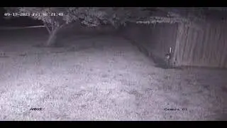 fox or coyote