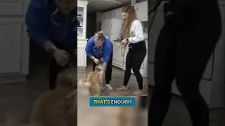 What To Do RIGHT AWAY When Your Dog Barks At The Door