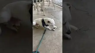 #chihuahualife #chihuahuafanatics #chihuahuamom