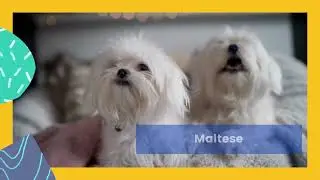 Maltese | Characteristic | Premium Pet House