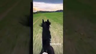 Na 150 like kolejny shorts, lub może na 120 🤔 || #horse #horsing #equestrian #soundhorse #edit