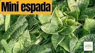 Como plantar e cuidar da Mini Espada de São Jorge