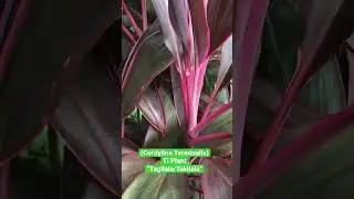 Colorful Takilala Plant(Ti Plant)(&ldquo;Cordyline terminales&rdquo;)/ Hawaiian Ti Plant(Good Luck Plant)