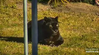 Black / melanistic gold in the sun. Jinx black leopard at Big Cat Rescue