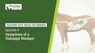 Equine Gut Health Series - EP.5 Symptoms of Unhappy Hindgut