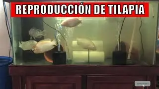 🐟REPRODUCCIÓN DE TILAPIA🐟|| ALL PONICS