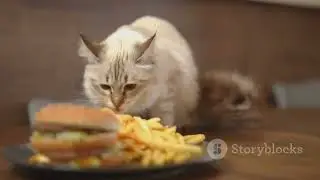 Cat Police Arrest The Food Thief! Meow