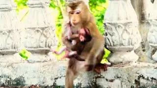 Ex Pet Released Monkey Proudly Introduces Her Adorable Newborn Baby Loris on the Ground