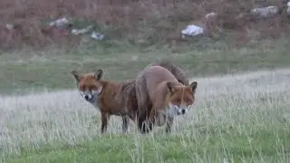 Fox Love - Foxes mating