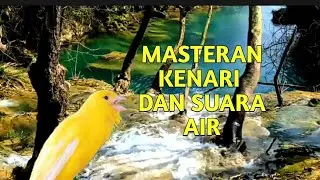 Masteran Kenari dengan terapi air - suara jernih