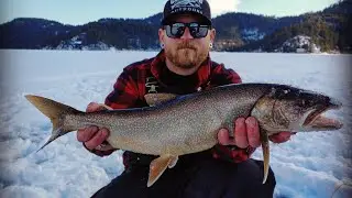 Some nice lake trout out of Deer Lake Wa
