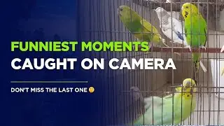 Budgie Growth Stages | Day 161 of Babies Time lapse🐦