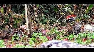 Vahlah rual leh Sava dang chaw ei lai - Phawngpui