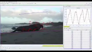 Terrestrial locomotion video of an adult California sea lion