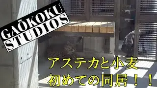 必見！アステカと小麦初めての同居！！