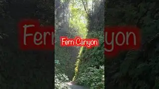 Gem of the emerald coast! Time to visit #Ferncanyon in #redwoodnationalpark!  #visitcalifornia