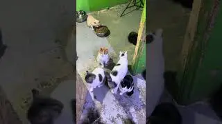 Группа ОГ