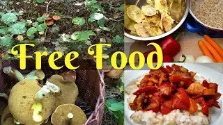Foraging For Wild Mushrooms - Fenyőtin&oacute;ru, Suillus collinitus