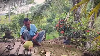 Incredible Skill: How to Open a Coconut Like a Pro _FarmersLife _Shorts