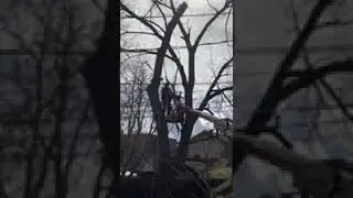Walnut Tree 1st big drop !