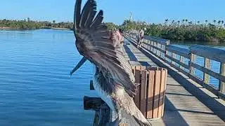 Slo Mo pelican flappity flap