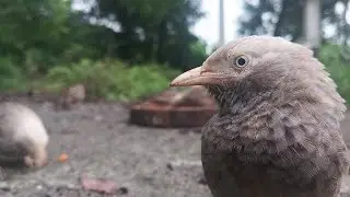 Babblers' Morning Assembly: A Social Symphony