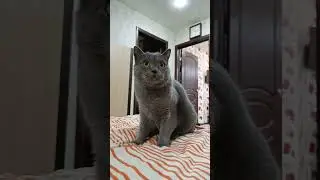 cat#тайсон