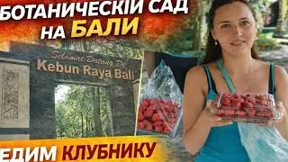 А ВЫ БЫЛИ В ЭТОМ ПРЕКРАСНОМ МЕСТЕ!? БОТАНИЧЕСКИЙ САД НА БАЛИ. ОБЬЕДАЕМСЯ КЛУБНИКОЙ 