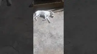 V&Ecirc;M VER O NOSSO CACHORRO PIRATA TOMANDO BANHO DE SOL E VIGIANDO O GATO