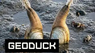 Geoduck - Et levende r&oslash;r laget av sand. Denne tingen lever i 100 &aring;r.